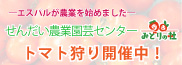 農業園芸センター　トマト狩り開催中！