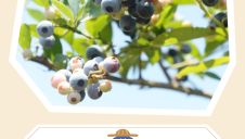 1日限定出店【ブルーベリーファーム　チャコちゃん農園】OPEN！