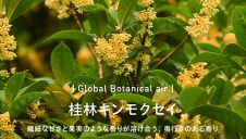 秋の訪れを告げる金木犀の香り